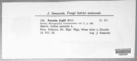 Puccinia calthicola image